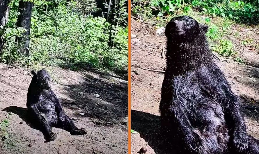 Bear Enjoys A Relaxed Shower In The Sunshine After Spending 25 Years At Circus