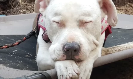 Being Dumped On The Highway Was The Most Effective Thing To Happen To This Pit Bull