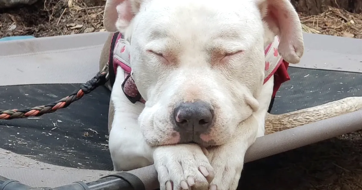 Being Dumped On The Highway Was The Most Effective Thing To Happen To This Pit Bull
