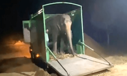 Blind Elephant Finally Got Her 1st Preference Of Freedom After 46 Years Of Captive Abuse