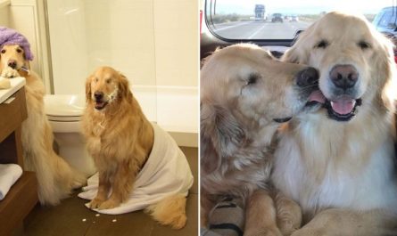 Blind Golden Retriever And His Friend Guide Are Cheering Peoples Hearts