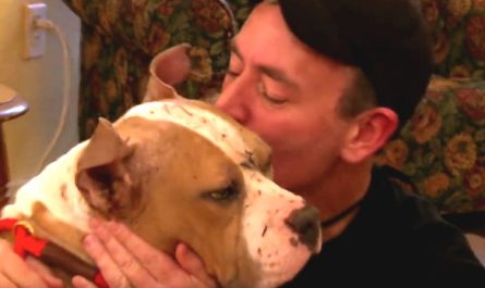 Blind Pit Bull Has Touching Get-together With The Deputy Who Saved Him