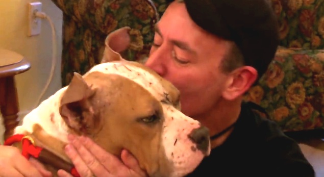 Blind Pit Bull Has Touching Get-together With The Deputy Who Saved Him