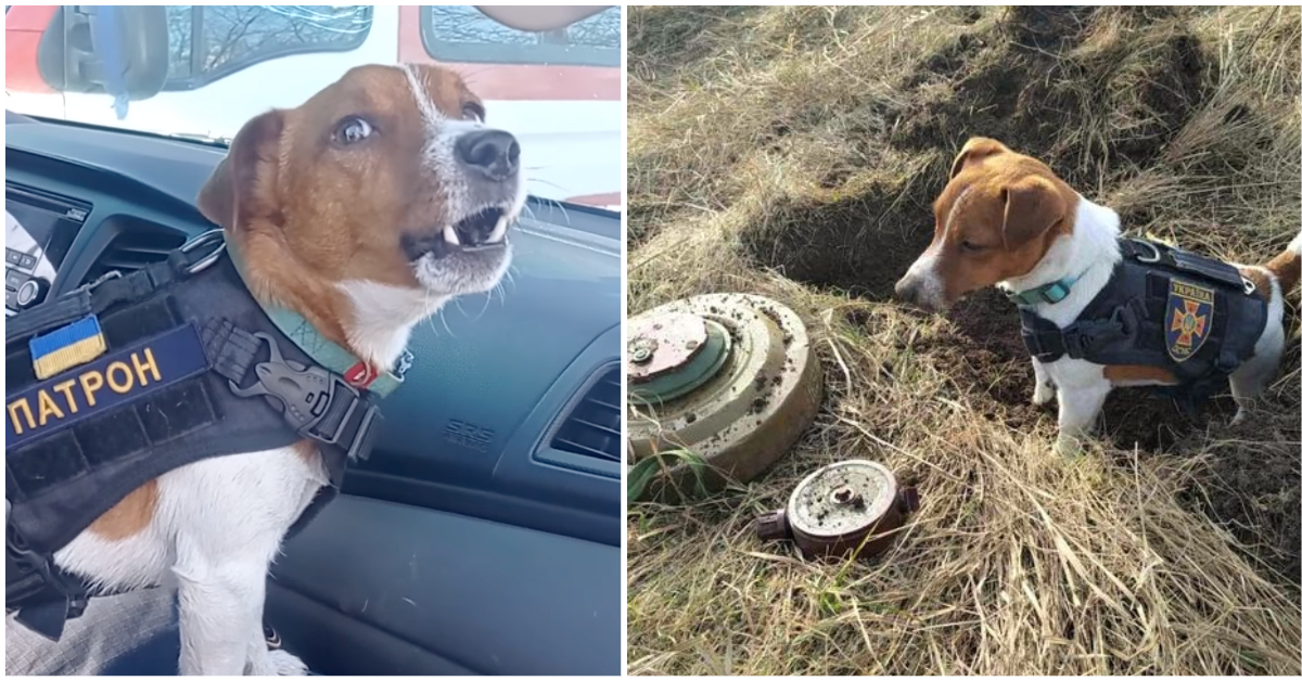 Brave dog helps save lives in Ukraine by finding explosives