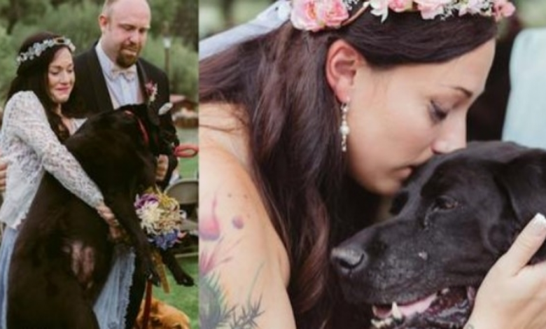Bride's Dying Dog Was Carried Down The Aisle, And There Wasn't A Dry Eye