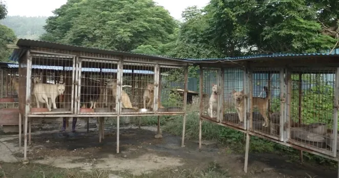 Caged With Nowhere To Move, These Dogs Really Did Not Know Life As A Pet