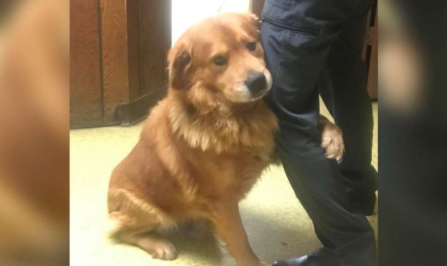 Dog Abandoned In Walmart Parking Area Won’t Stop Hugging His Rescuers