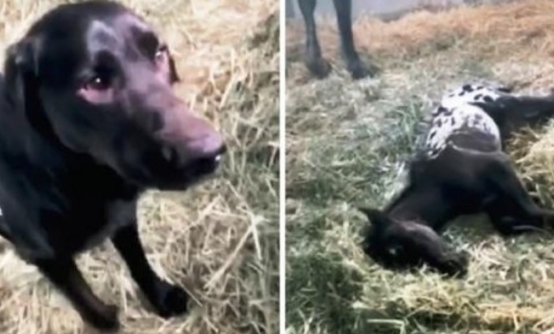 Dog Comes Going To Greet Newborn Foal, But Foal Is Lying Motionless On Ground