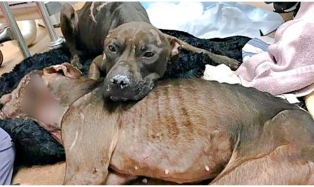 Dog Lays Atop Of Her Perishing Sister To Keep Her Warm After Being Neglected For Many Years