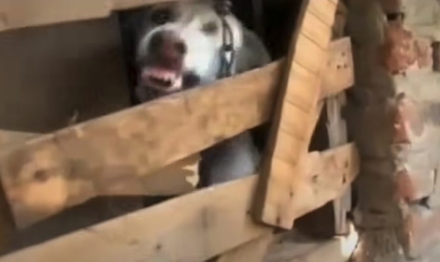 Dog Locked Away In A Room For Over A Year Showed His Teeth To Rescuers