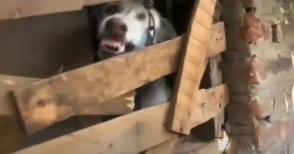 Dog Locked Away In A Room For Over A Year Showed His Teeth To Rescuers