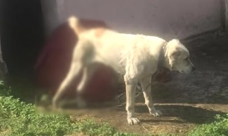 Dog Remained Loyal To The Owner Who Harmed Him, Refused To Leave