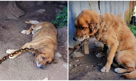 Dog Spent 12 Years Chained Up In The Dirt, Wondering When His Day Would Come
