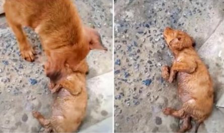 Dog That Can Not Rouse Baby Wails At Strangers, Lady Stopped To Separate Them