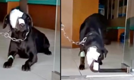 Dog Treated Cruelly Strongly Strives To Take A Step Back Into The Scary World