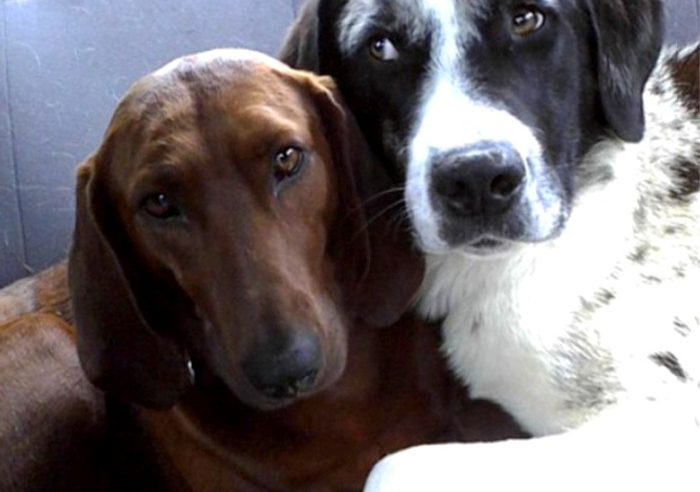 Dog Who Was About to Be Adopted Rejected to Leave Her Best Friend Behind