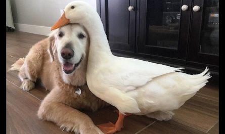 Dog and Duck Who Began On The Wrong Foot Somehow Become Inseparable Friends