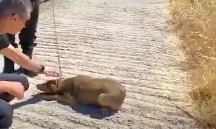Dog that was chained her whole life can just walk in circles