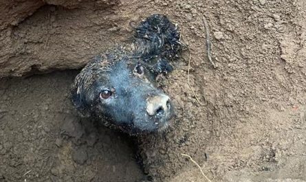 Dog trapped underground for greater than 60 hors saved by firemans