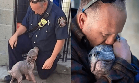 Dumped Pitbull Puppy Adopted By The Firefighter Who Saved Her