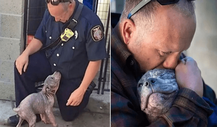 Dumped Pitbull Puppy Adopted By The Firefighter Who Saved Her