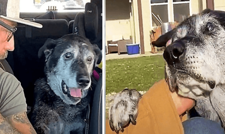 Dumped Senior Dog Places Paw On Man's Arm And Seriously Begs For Some Empathy