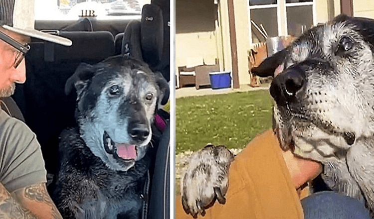 Dumped Senior Dog Places Paw On Man's Arm And Seriously Begs For Some Empathy