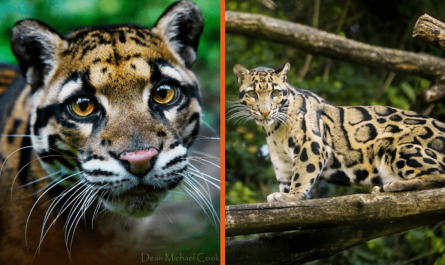 'Extinct' Clouded Leopard Spotted For The First Time In Nearly 40 Years