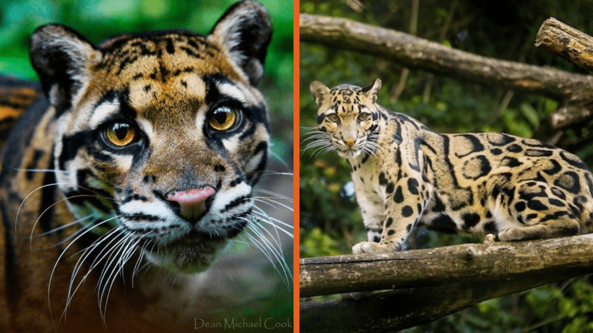 'Extinct' Clouded Leopard Spotted For The First Time In Nearly 40 Years