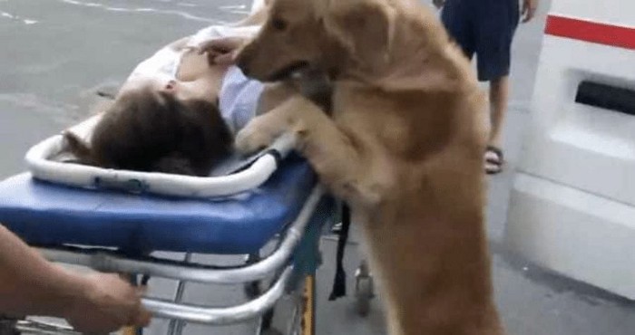 Faithful Golden Retriever Rejects To Leave Owner After She Passed Out
