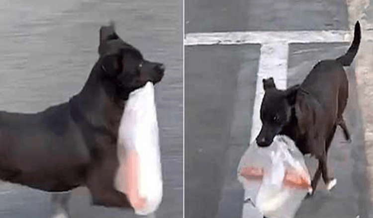For 10 Years Now, This Dog Goes to the Shop Everyday to Get Breakfast For His Beloved Grandmother