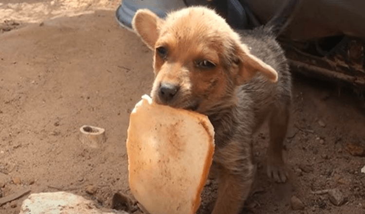Forgotten Puppy Whose Brother Or Sisters Got Adopted, Attempts To Look after Himself In Waste
