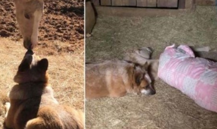 He Lost His Mother At 9 Days Old, Locates A Rescue Dog Who Won't Allow Him Sleep Alone