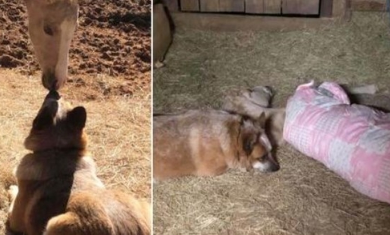 He Lost His Mother At 9 Days Old, Locates A Rescue Dog Who Won't Allow Him Sleep Alone