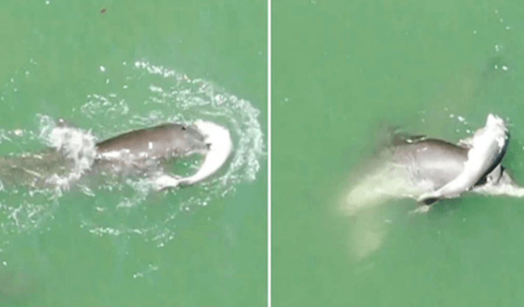 Heartbroken Mom Dolphin Will Not Let Go Of Her Baby's Body