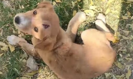 Homeless Puppy Who Can't Stand Looks Back And Sees A Little Bit Of Hope