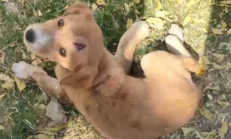Homeless Puppy Who Can't Stand Looks Back And Sees A Little Bit Of Hope