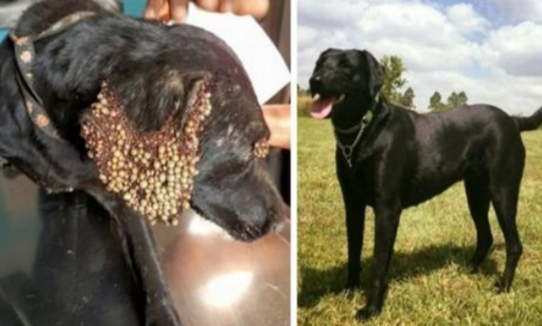 Ignored Dog Covered In Ticks Is Saved Just In Time