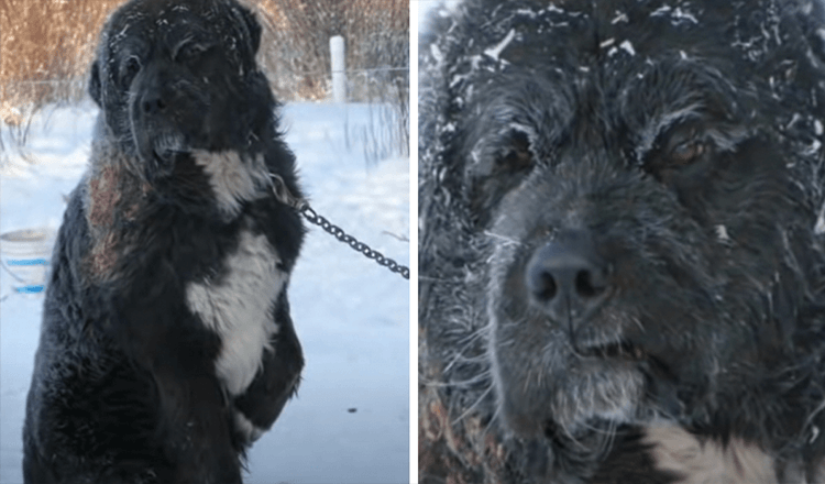 In Frozen Weather Chained Dog Found Taking Turns Keeping One Paw Off The Cold Ground