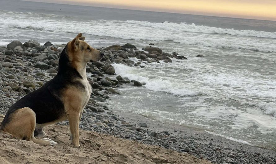 Lady At The Beach Meets A dog Who Won’t Stop Staring Out To Sea