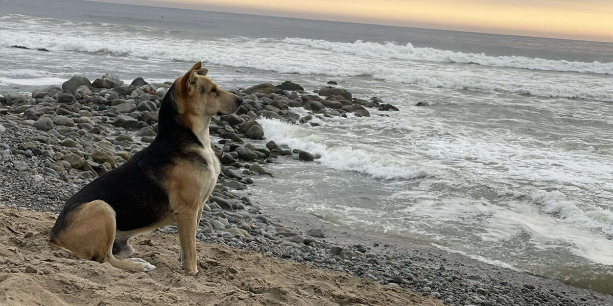 Lady At The Beach Meets A dog Who Won't Stop Staring Out To Sea