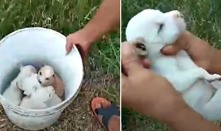 Lady Strolling In Woods Came Upon A Bucket Of Puppies, Chosen One Up By The Neck