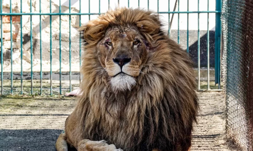 Lion and wolf securely evacuated from zoo in war-torn Ukraine