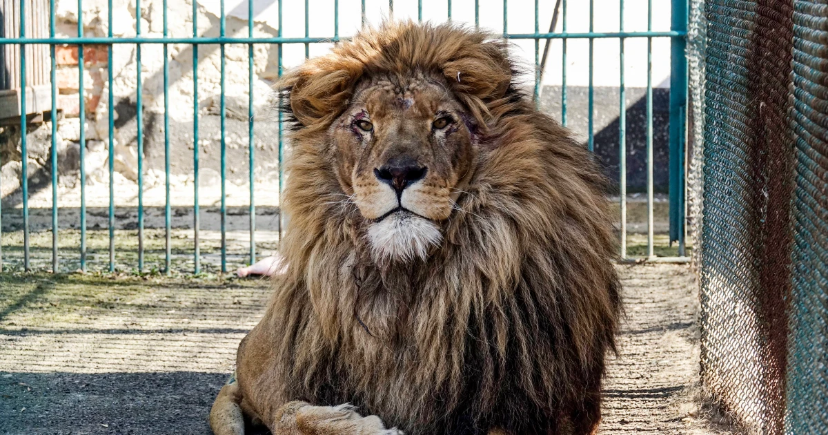Lion and wolf securely evacuated from zoo in war-torn Ukraine