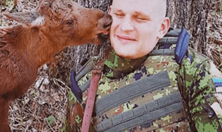 Lost Baby Moose Finds Soldier In Forest And Asks Him For Help