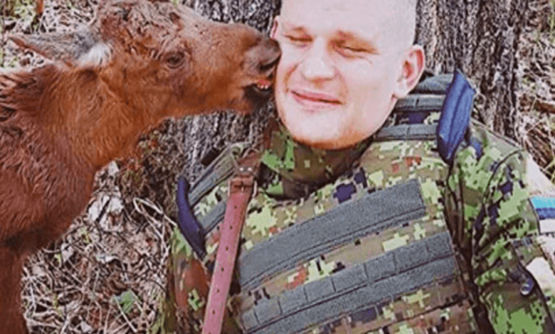 Lost Baby Moose Finds Soldier In Forest And Asks Him For Help