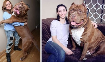 Meet Hulk Who Weighs 173 Pounds, Is The World's Biggest Pit Bull And He's Still Growing