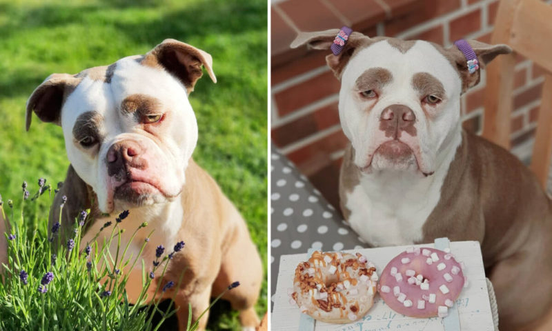 Meet Madame Eyebrows the worlds saddest looking dog to whom nothing appears to entertain
