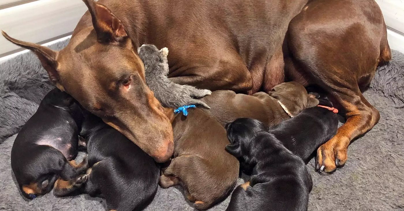 Meet Ruby, the Doberman Pinscher Mama Who Adopted an Abandoned Newborn Kitten and Sweetly Dotes on Her