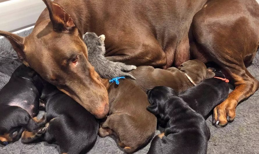 Meet Ruby, the Doberman Pinscher Mama Who Adopted an Abandoned Newborn Kitten and Sweetly Dotes on Her